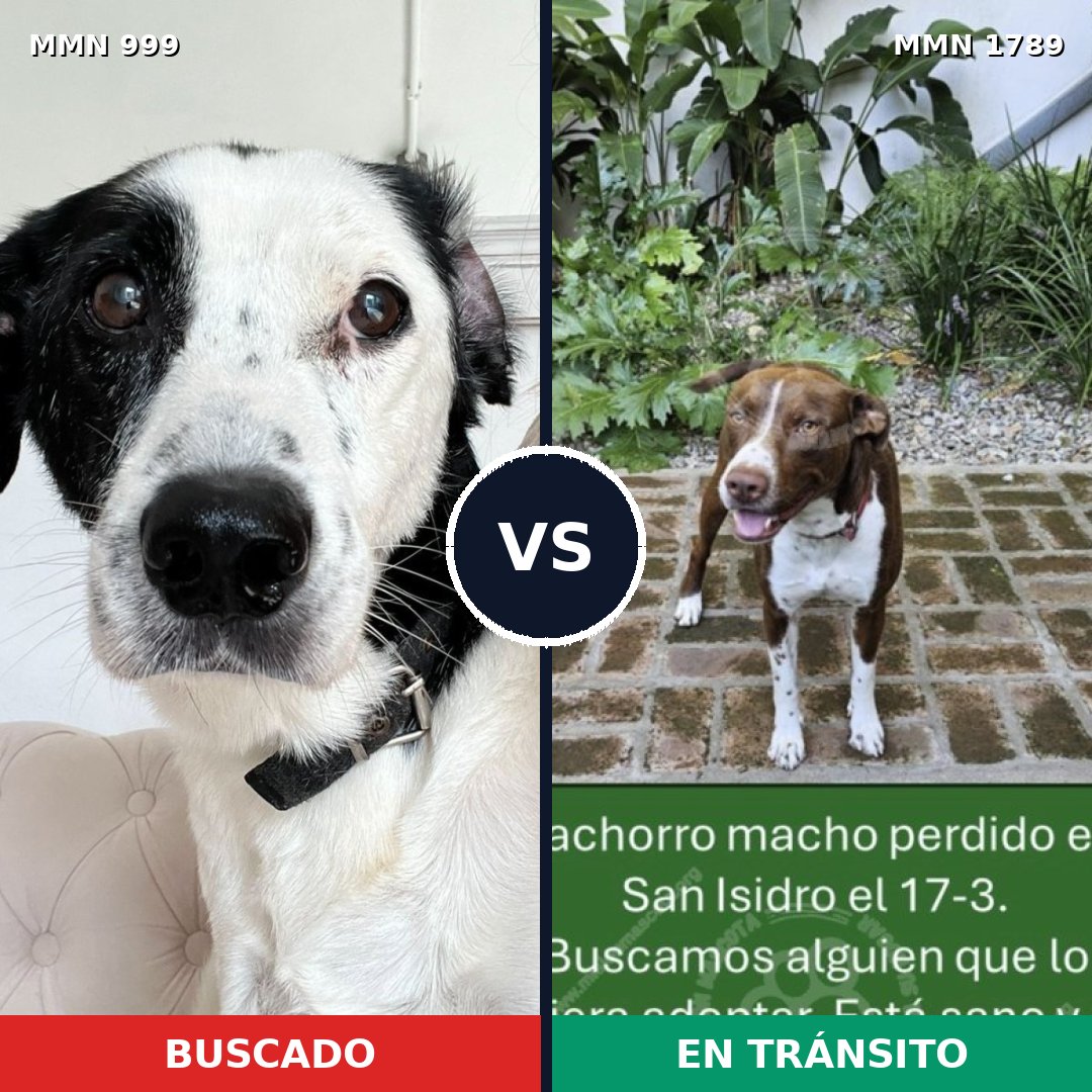 Comparativa MMS 39637: mascota perdida y mascota encontrada, 48% de similitud