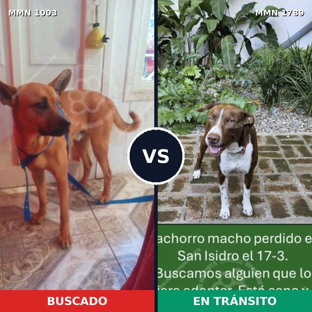 Comparativa MMS 39638: mascota perdida y mascota encontrada, 31% de similitud