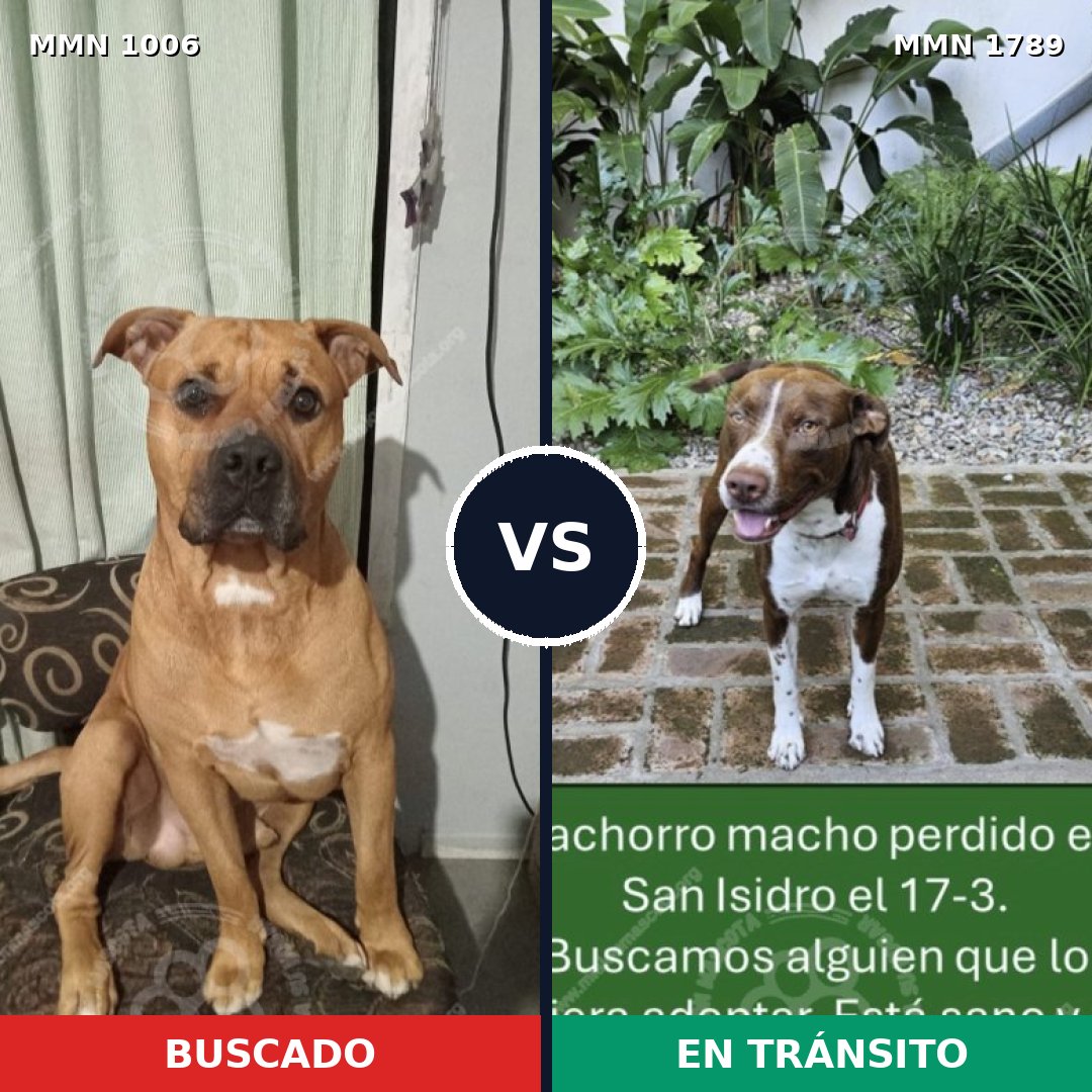 Comparativa MMS 39639: mascota perdida y mascota encontrada, 37% de similitud