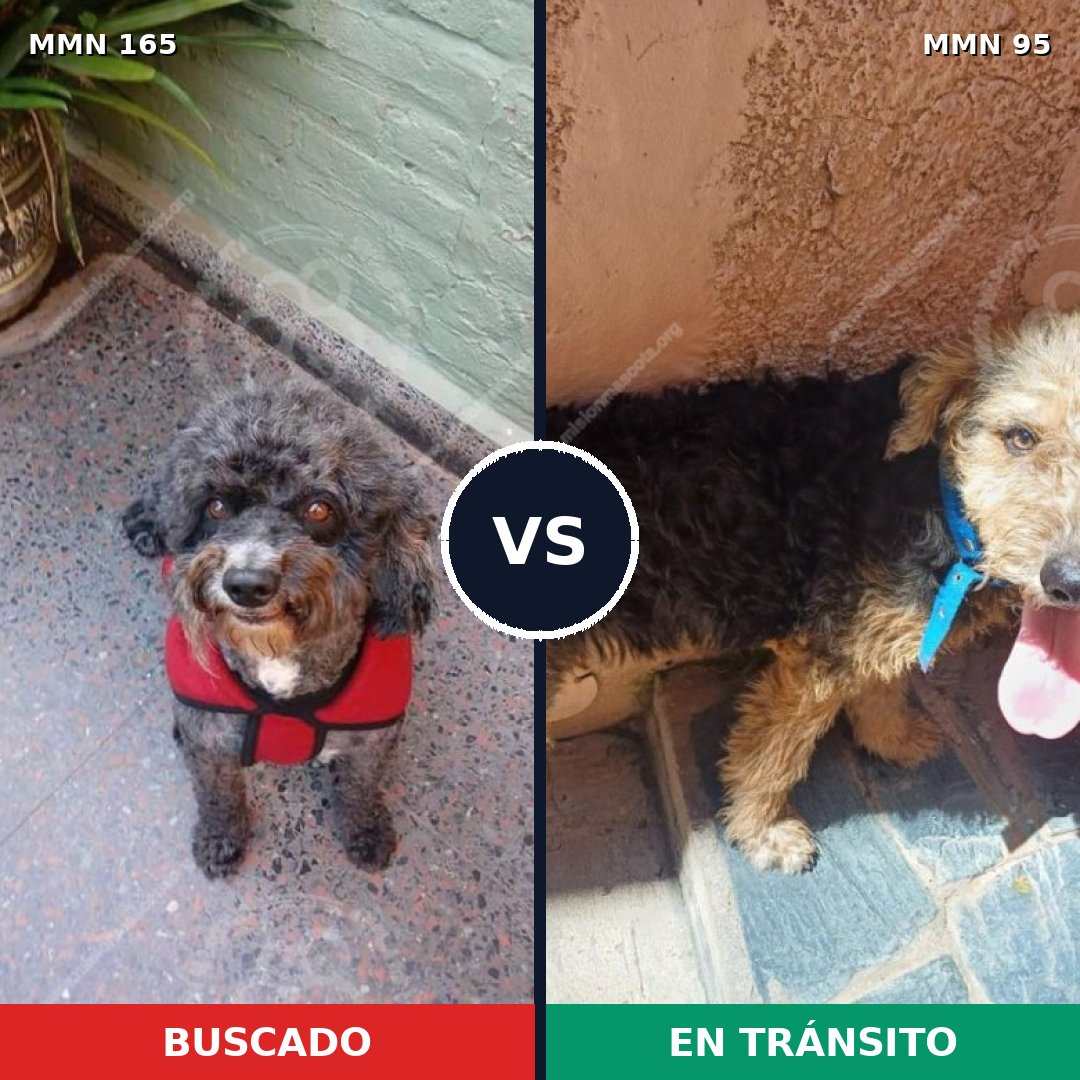 Comparativa MMS 3964: mascota perdida y mascota encontrada, 51% de similitud