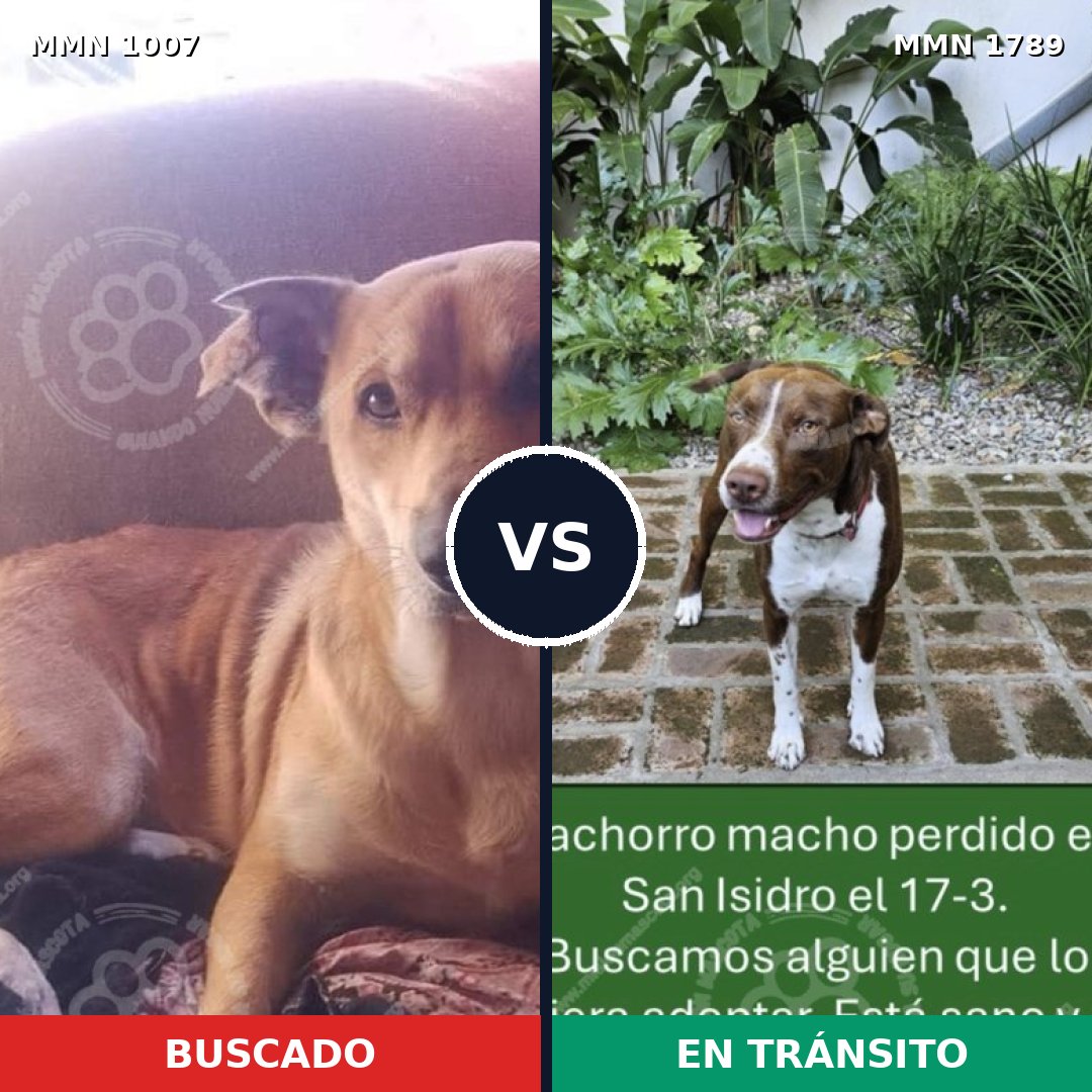 Comparativa MMS 39640: mascota perdida y mascota encontrada, 47% de similitud