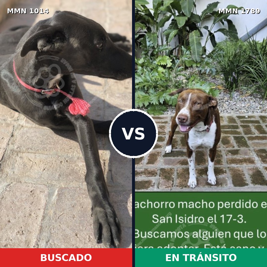 Comparativa MMS 39641: mascota perdida y mascota encontrada, 49% de similitud