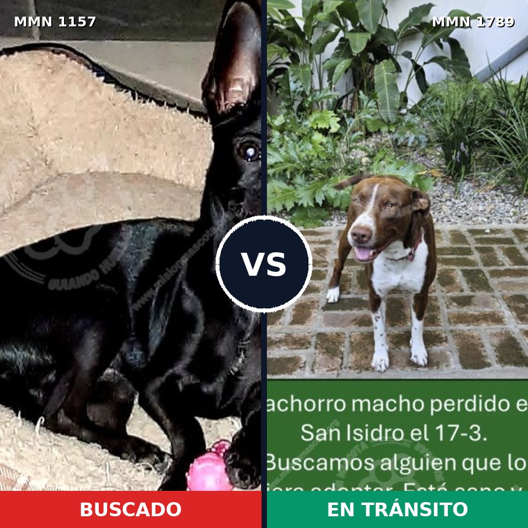 Comparativa MMS 39643: mascota perdida y mascota encontrada, 25% de similitud