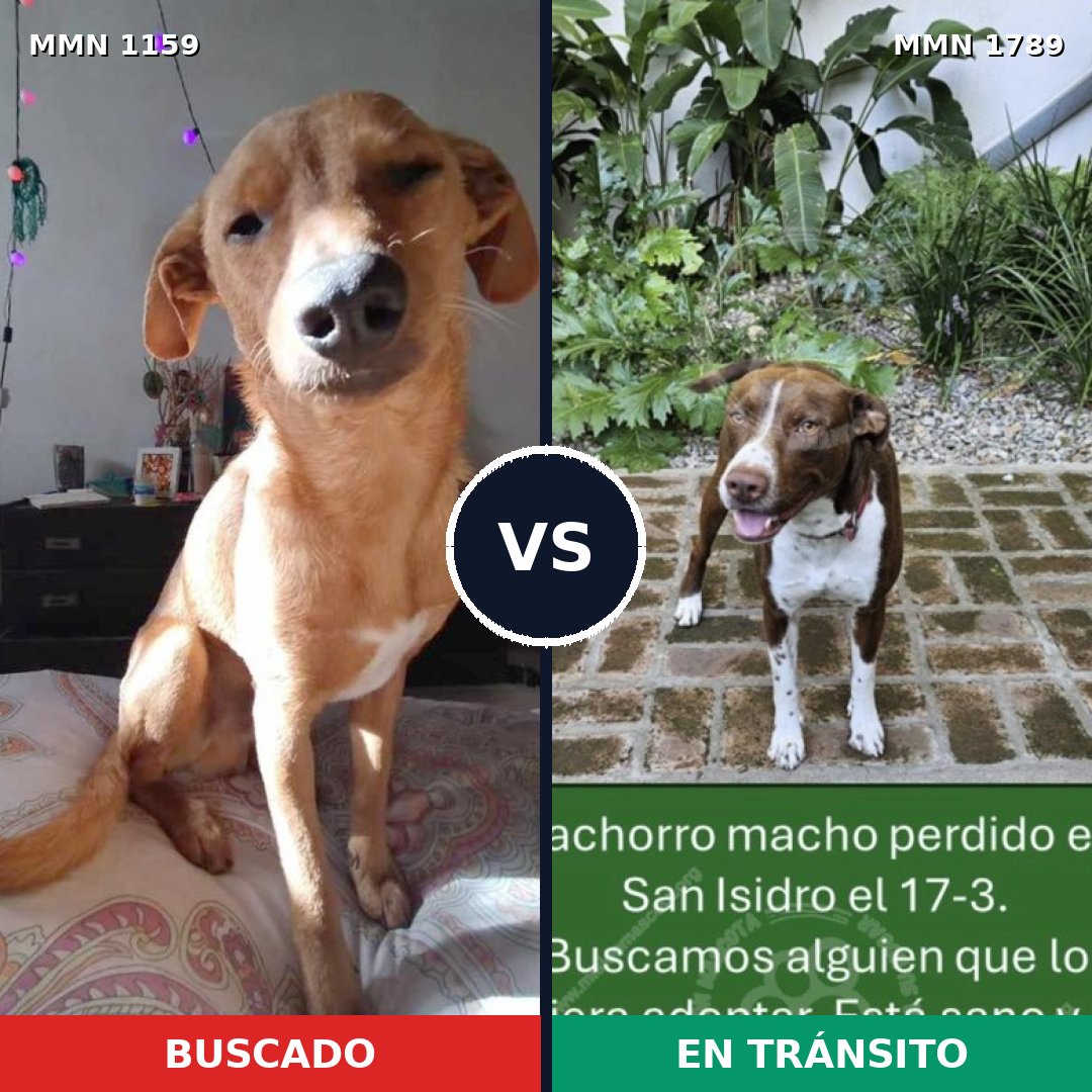Comparativa MMS 39644: mascota perdida y mascota encontrada, 38% de similitud