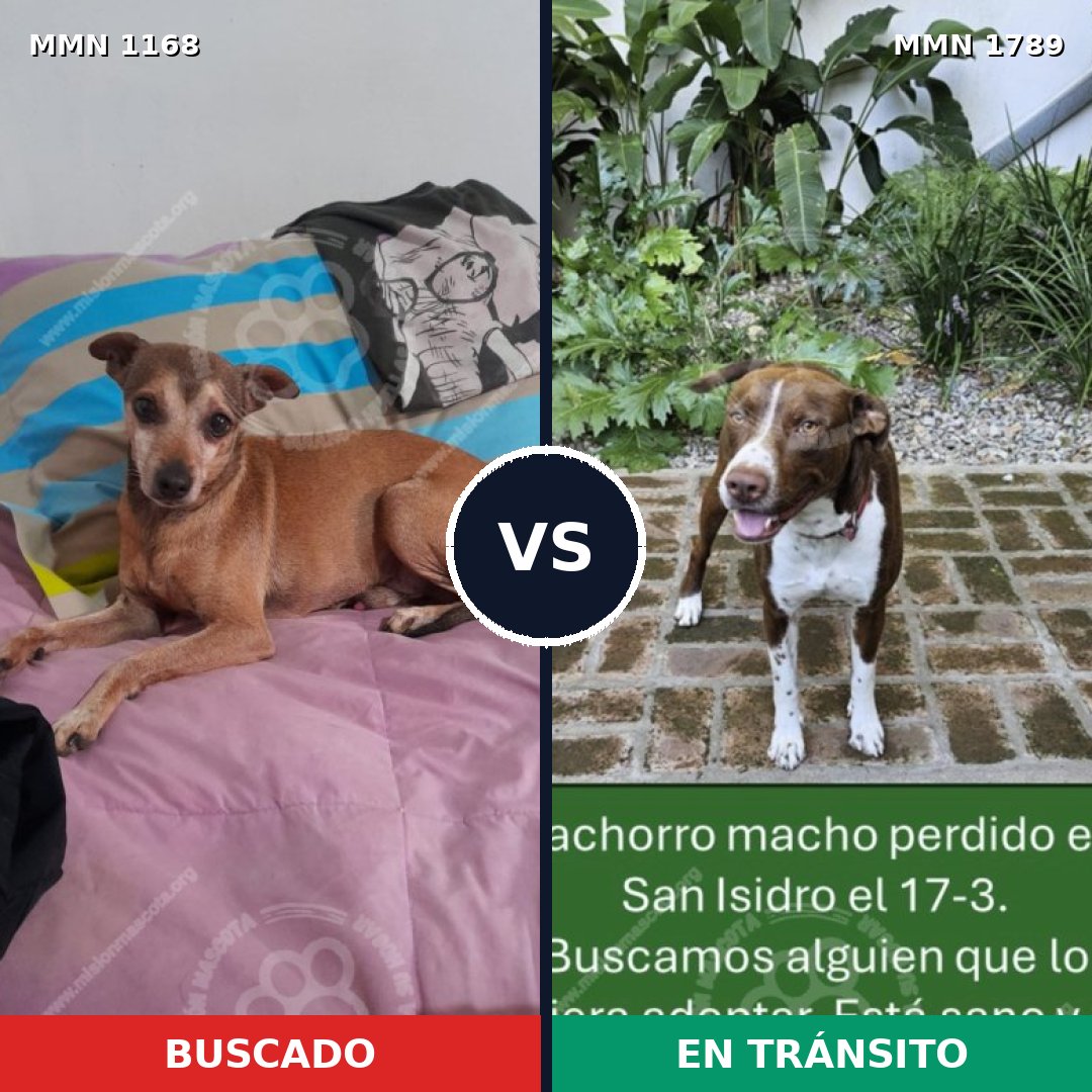 Comparativa MMS 39645: mascota perdida y mascota encontrada, 31% de similitud