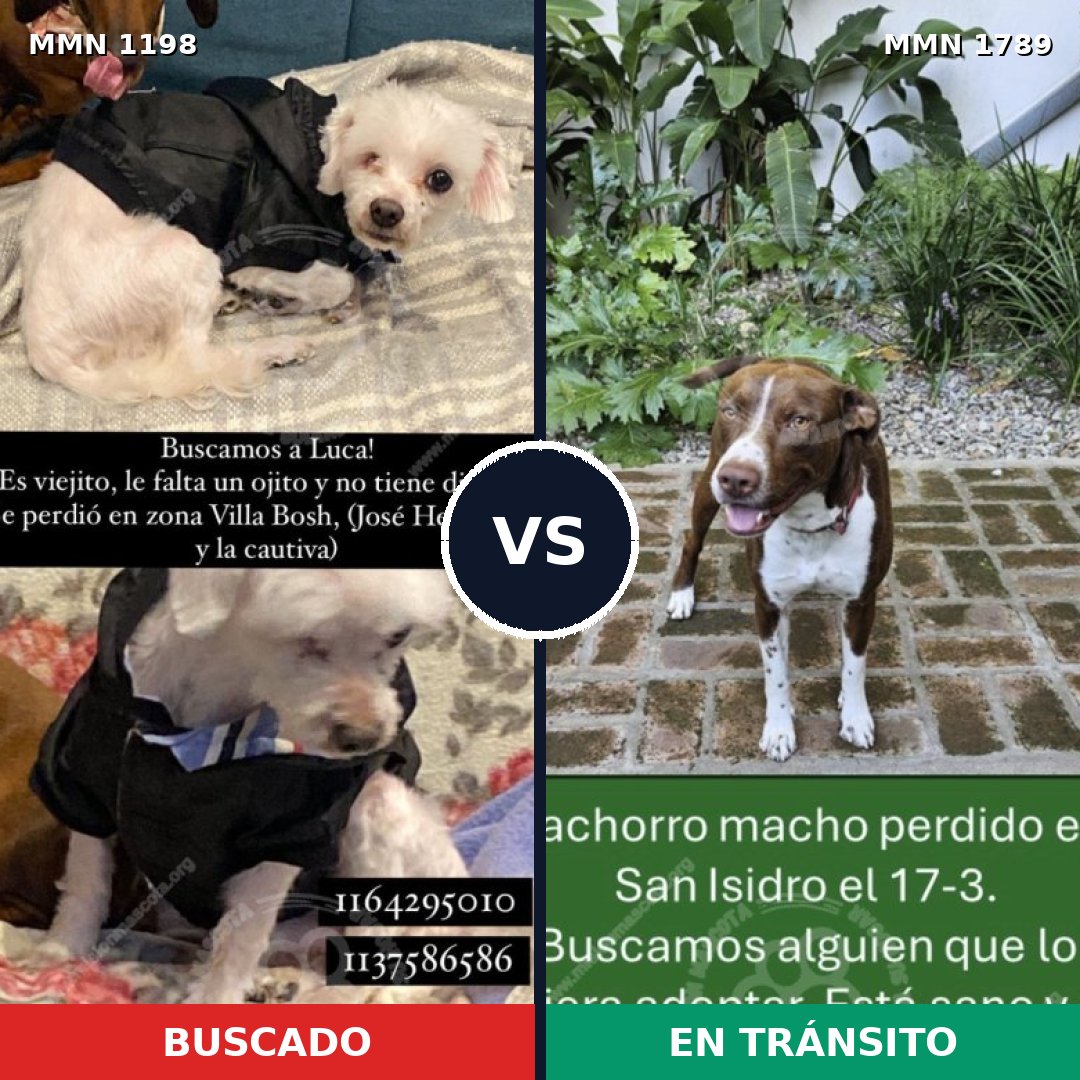 Comparativa MMS 39646: mascota perdida y mascota encontrada, 37% de similitud