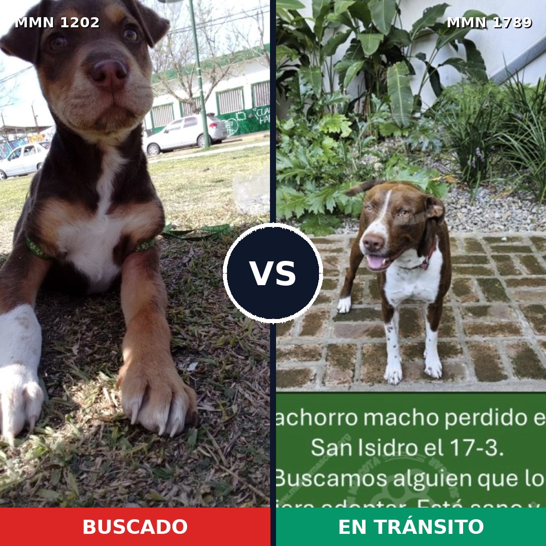 Comparativa MMS 39647: mascota perdida y mascota encontrada, 43% de similitud