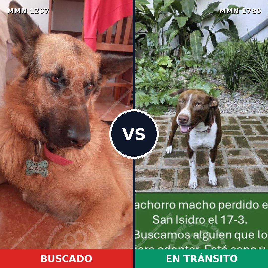 Comparativa MMS 39648: mascota perdida y mascota encontrada, 32% de similitud