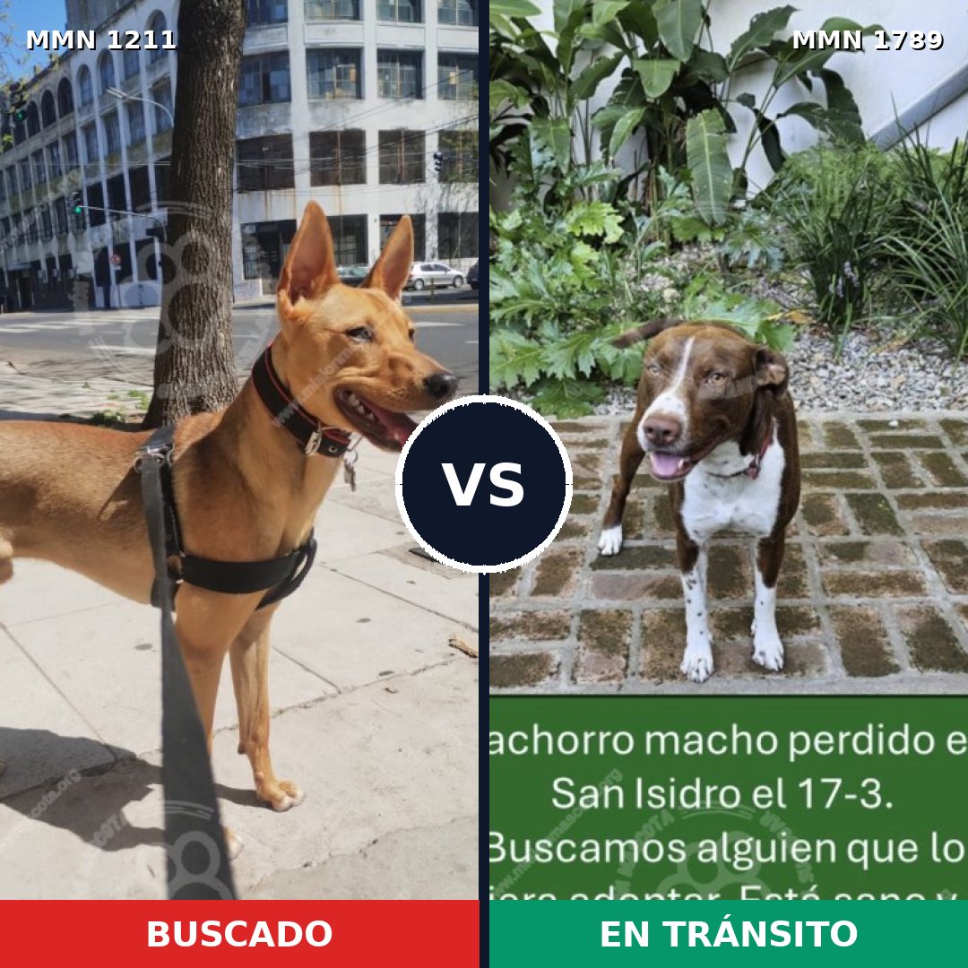 Comparativa MMS 39649: mascota perdida y mascota encontrada, 45% de similitud