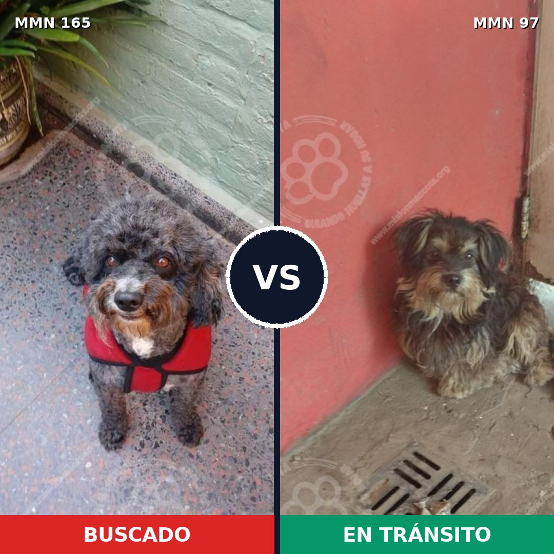Comparativa MMS 3965: mascota perdida y mascota encontrada, 8% de similitud
