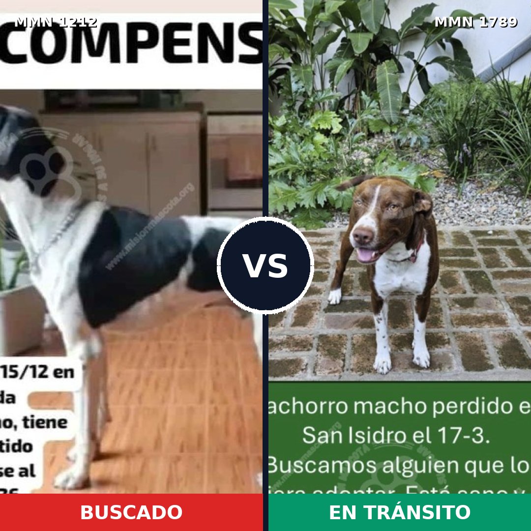 Comparativa MMS 39650: mascota perdida y mascota encontrada, 31% de similitud