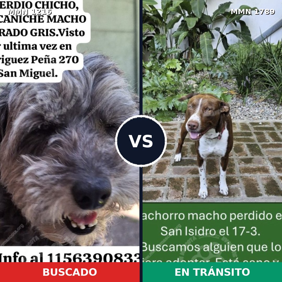 Comparativa MMS 39651: mascota perdida y mascota encontrada, 47% de similitud