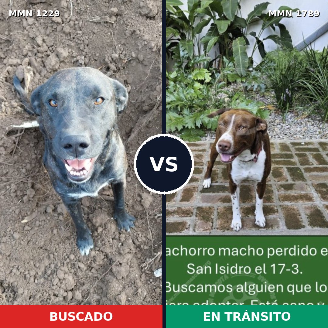 Comparativa MMS 39652: mascota perdida y mascota encontrada, 56% de similitud