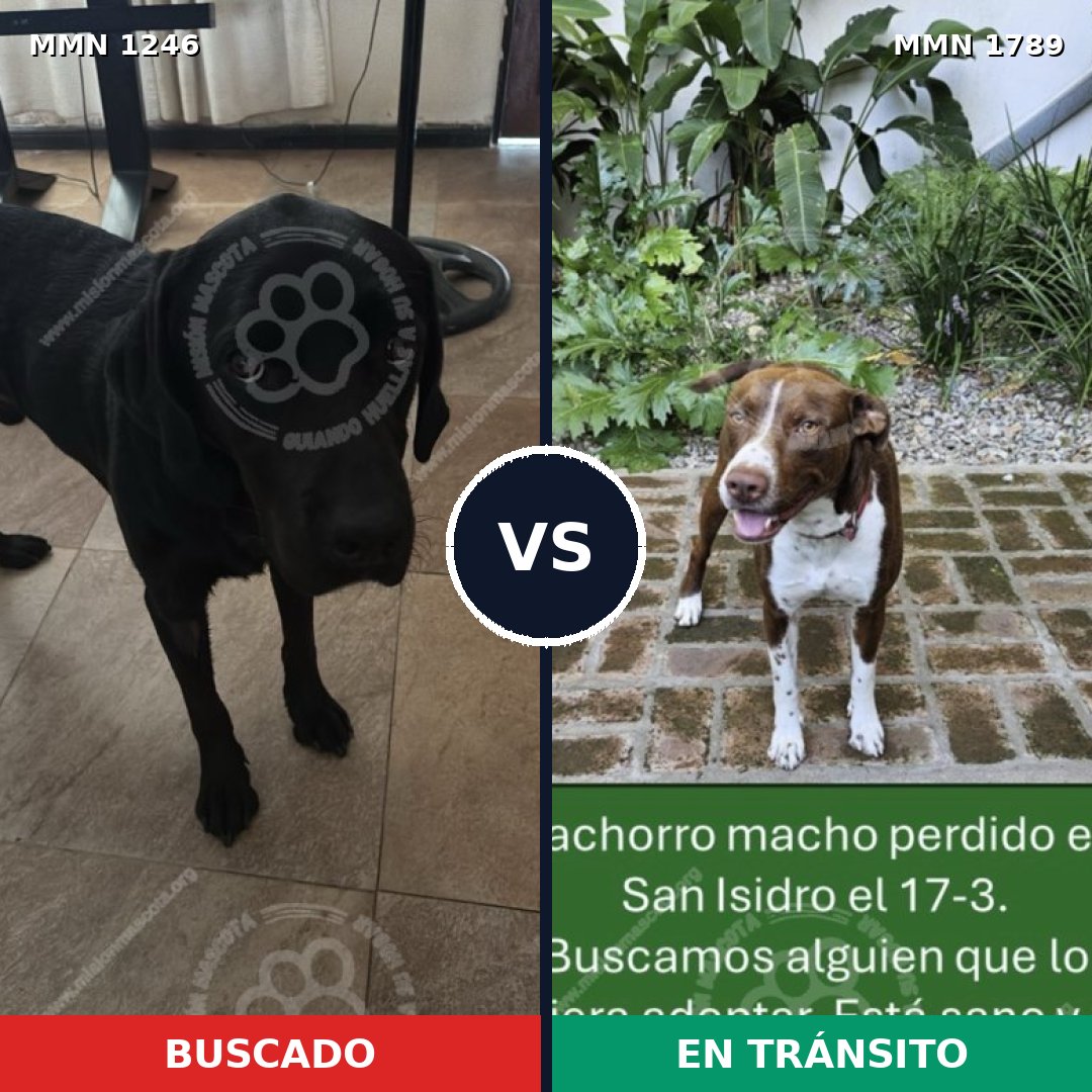 Comparativa MMS 39654: mascota perdida y mascota encontrada, 33% de similitud