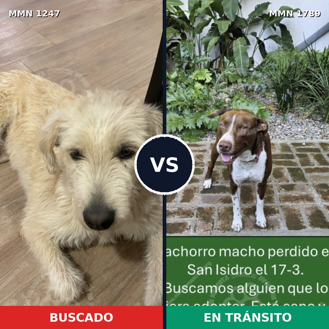Comparativa MMS 39655: mascota perdida y mascota encontrada, 46% de similitud