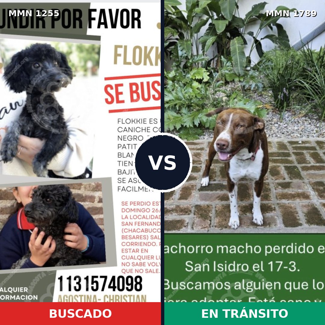 Comparativa MMS 39656: mascota perdida y mascota encontrada, 24% de similitud