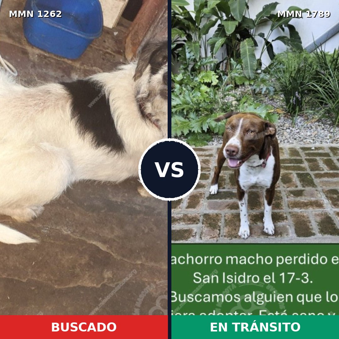Comparativa MMS 39657: mascota perdida y mascota encontrada, 34% de similitud