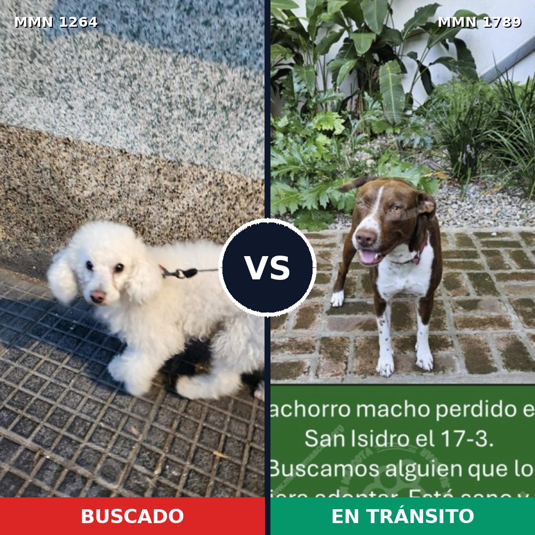 Comparativa MMS 39659: mascota perdida y mascota encontrada, 37% de similitud