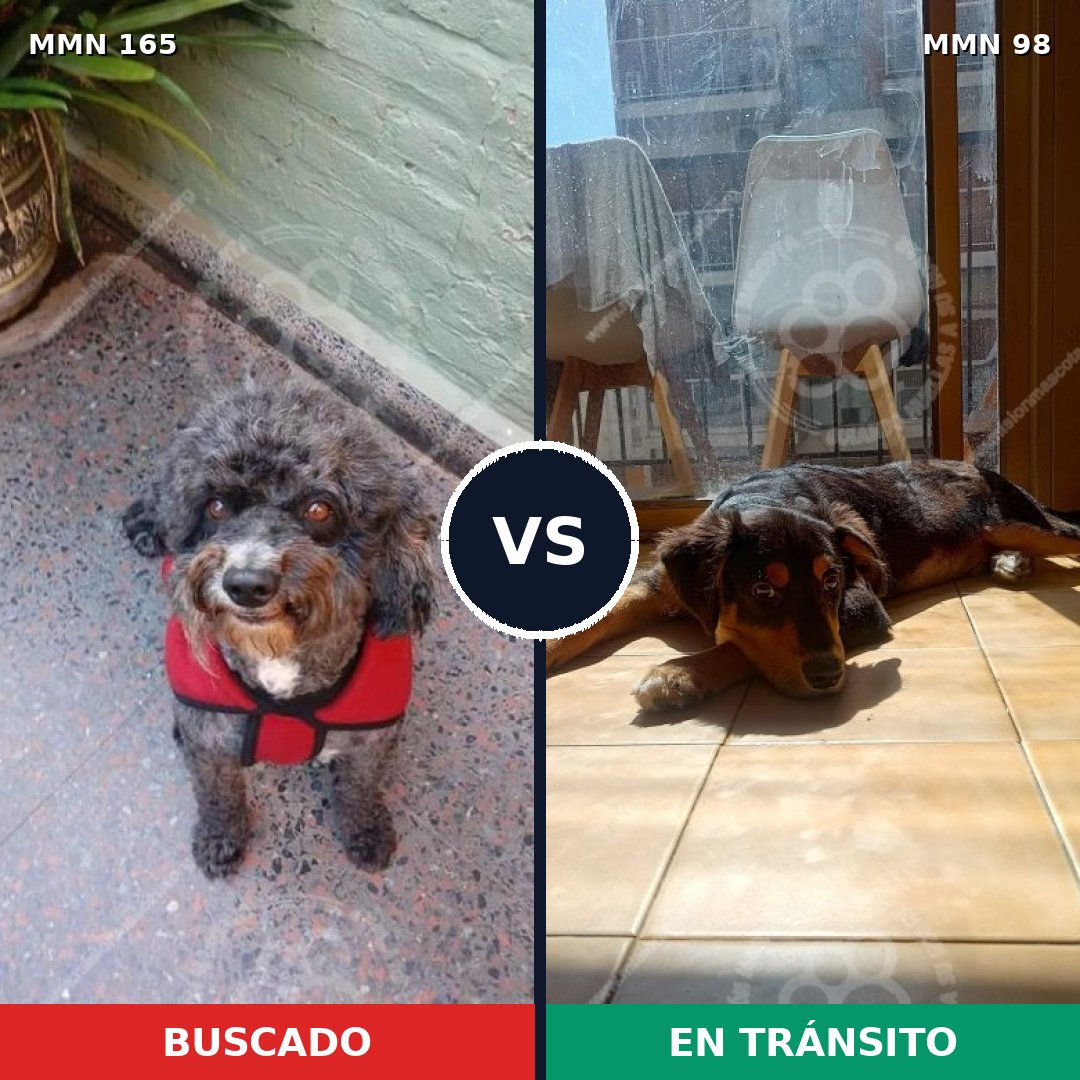 Comparativa MMS 3966: mascota perdida y mascota encontrada, 47% de similitud
