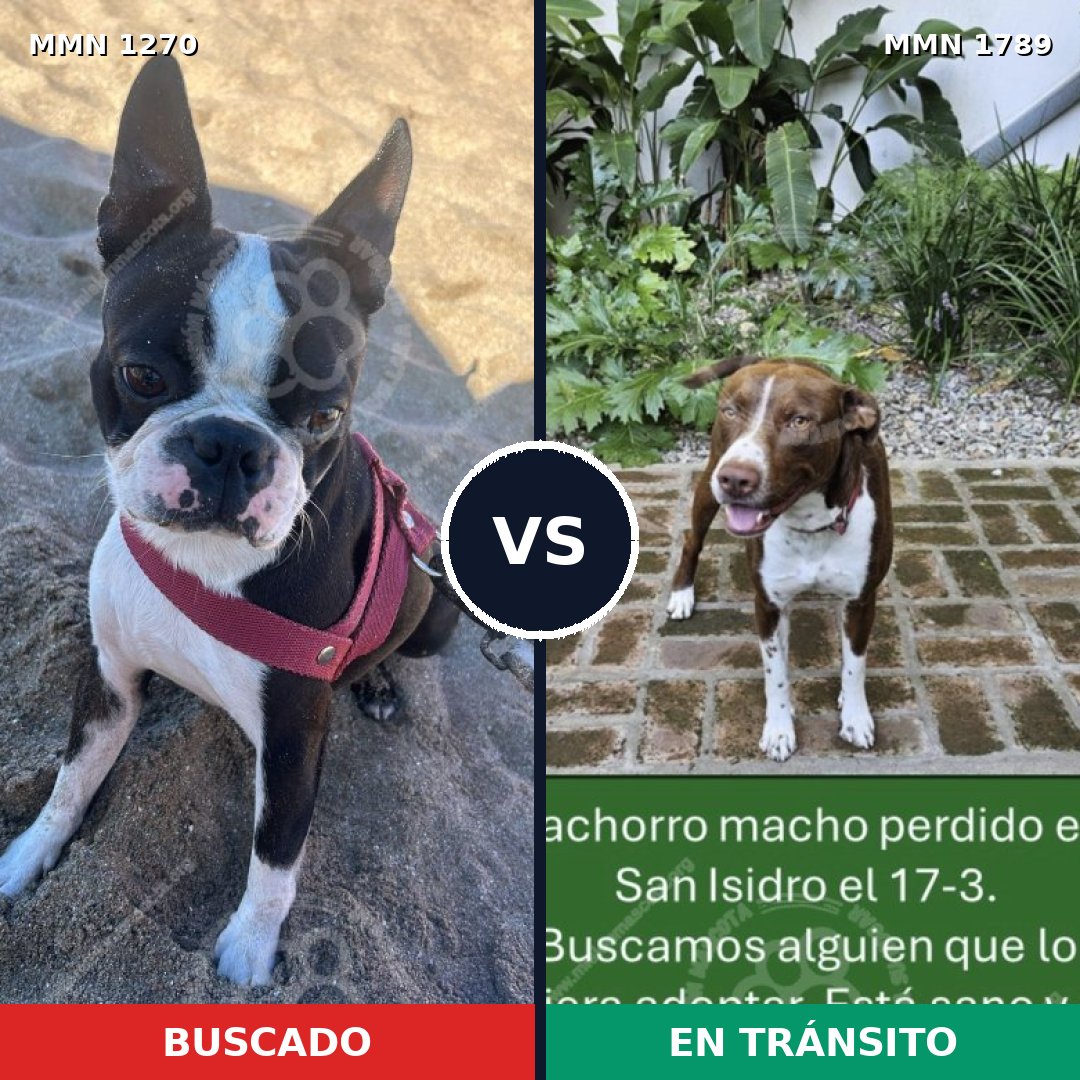 Comparativa MMS 39660: mascota perdida y mascota encontrada, 37% de similitud