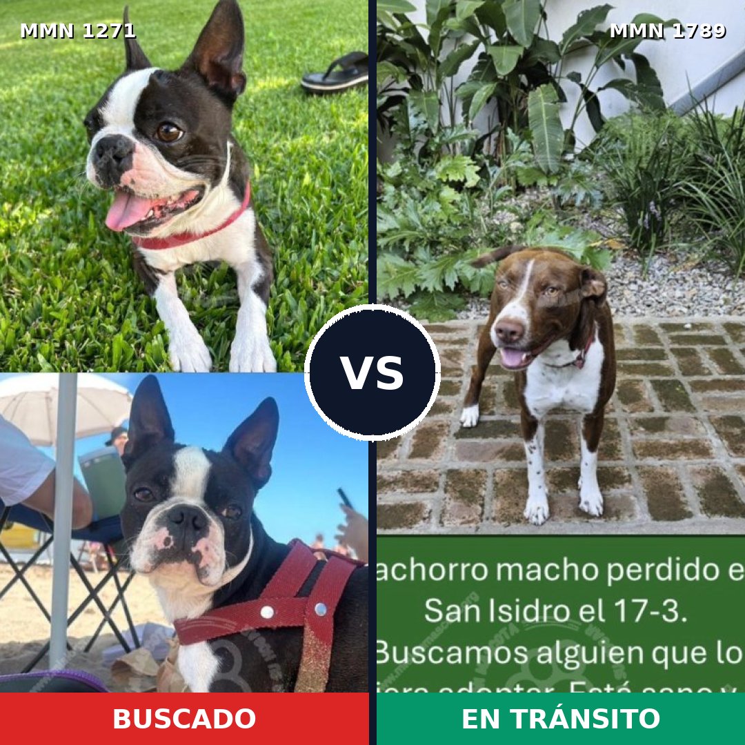 Comparativa MMS 39661: mascota perdida y mascota encontrada, 37% de similitud