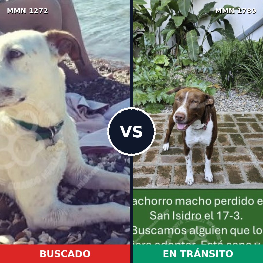 Comparativa MMS 39662: mascota perdida y mascota encontrada, 50% de similitud