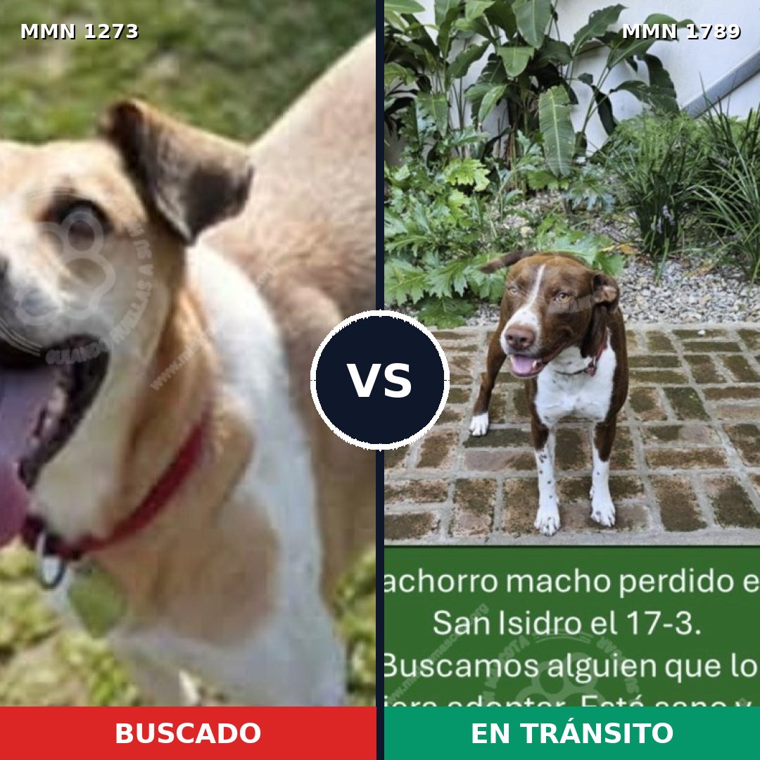 Comparativa MMS 39663: mascota perdida y mascota encontrada, 54% de similitud