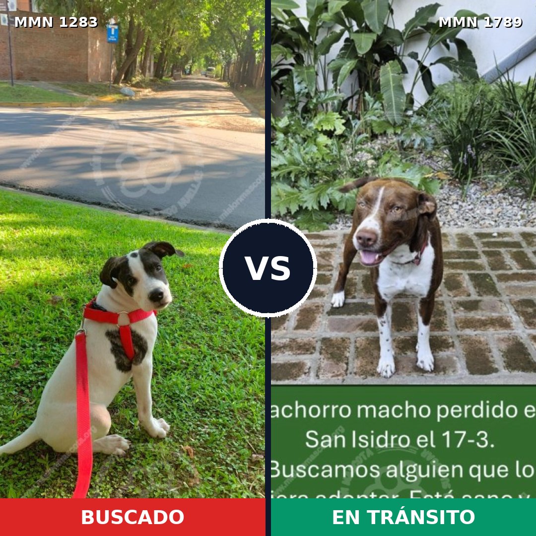 Comparativa MMS 39664: mascota perdida y mascota encontrada, 37% de similitud