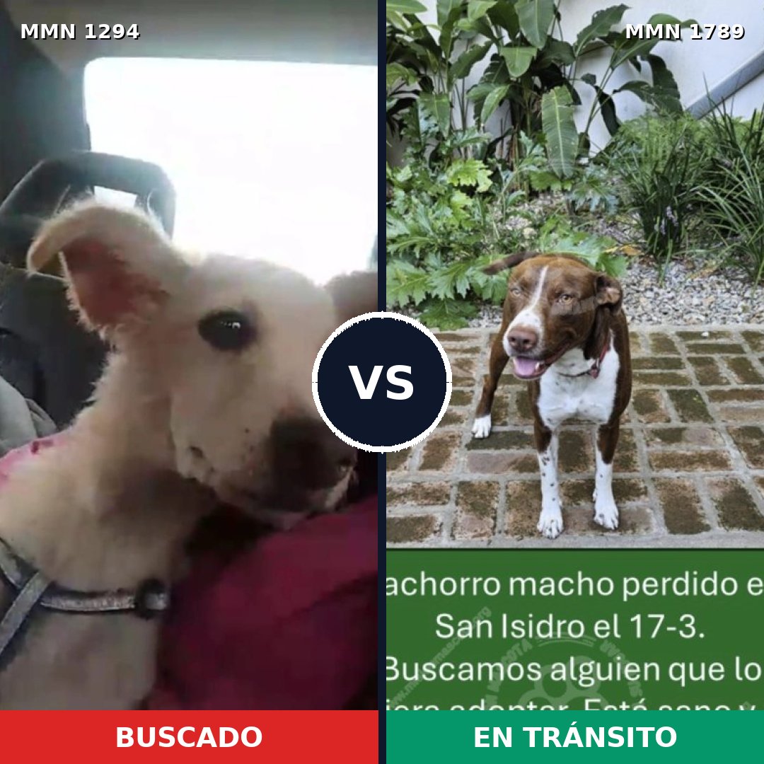 Comparativa MMS 39666: mascota perdida y mascota encontrada, 45% de similitud