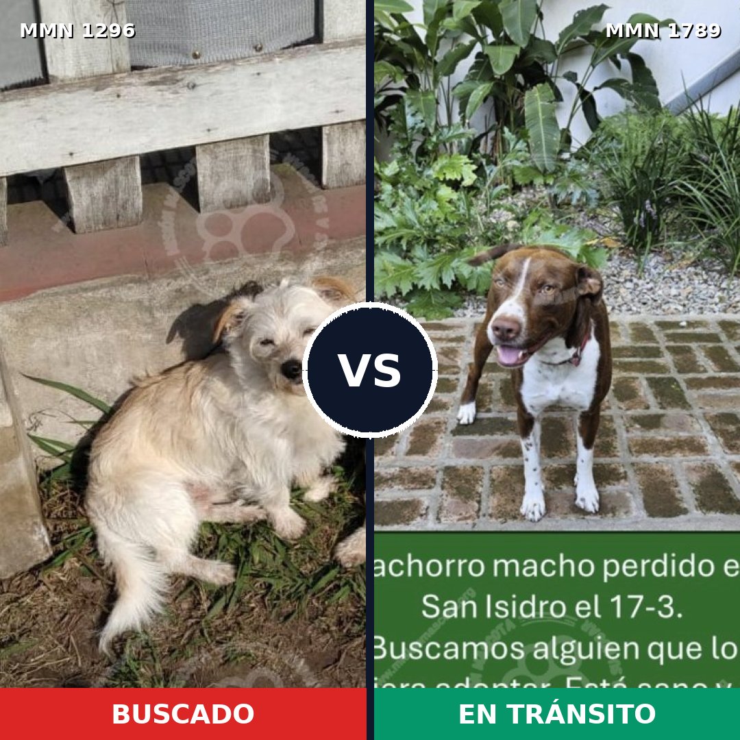 Comparativa MMS 39667: mascota perdida y mascota encontrada, 34% de similitud