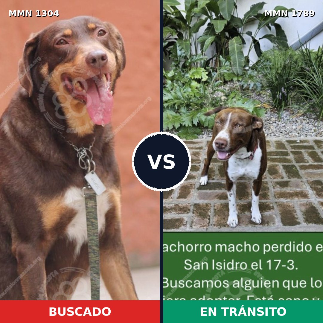 Comparativa MMS 39668: mascota perdida y mascota encontrada, 58% de similitud