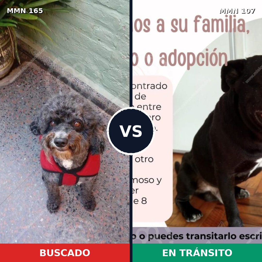 Comparativa MMS 3967: mascota perdida y mascota encontrada, 57% de similitud