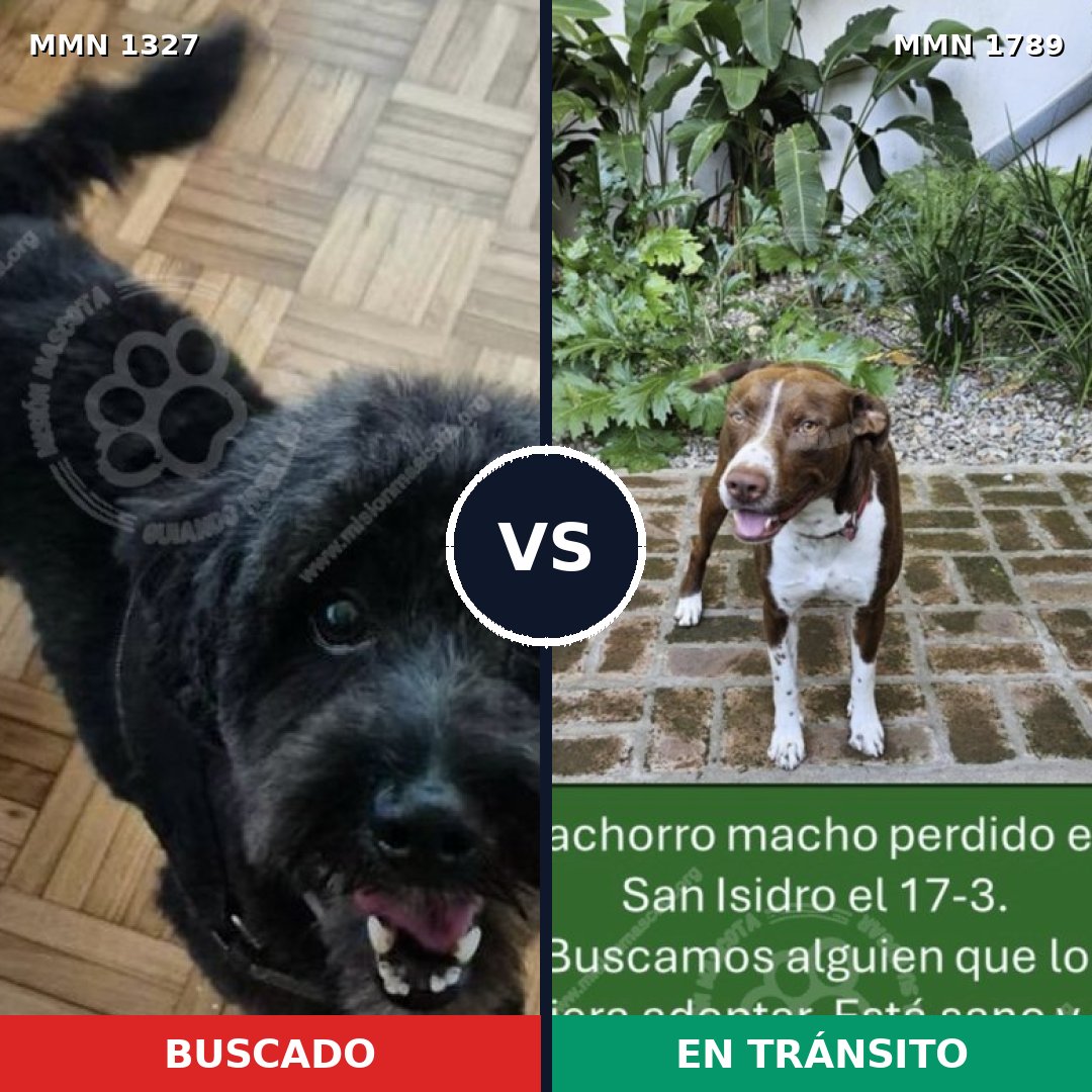 Comparativa MMS 39670: mascota perdida y mascota encontrada, 43% de similitud