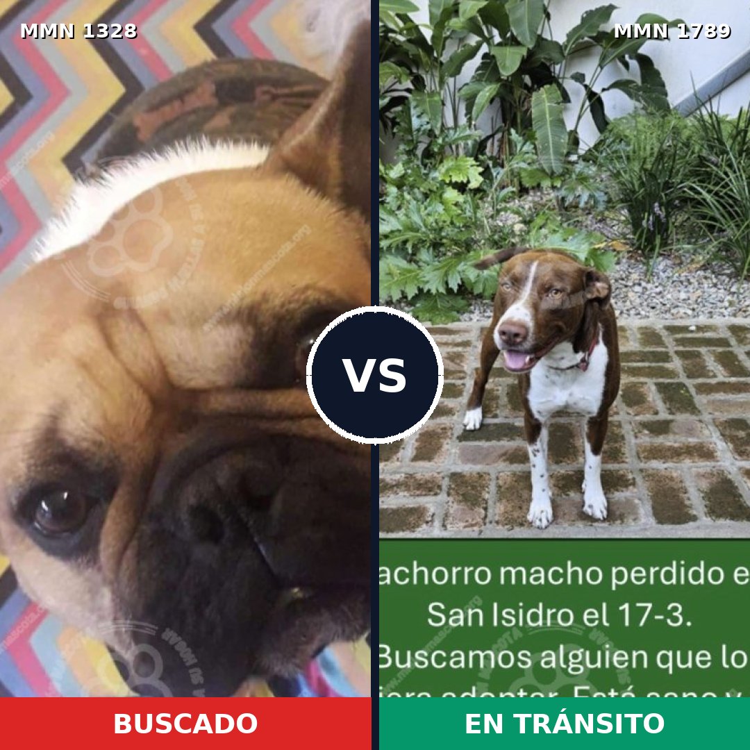 Comparativa MMS 39671: mascota perdida y mascota encontrada, 40% de similitud