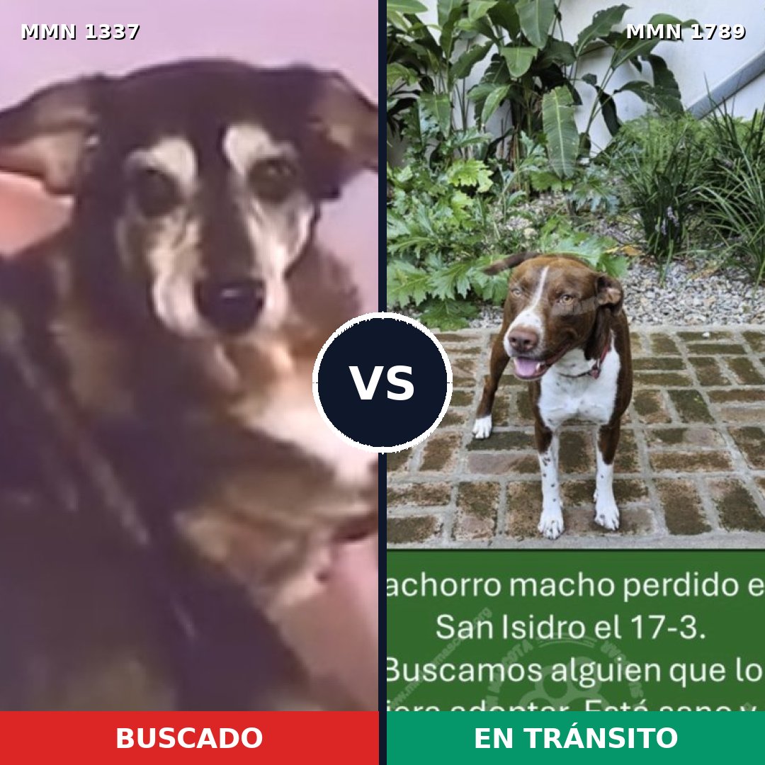 Comparativa MMS 39672: mascota perdida y mascota encontrada, 58% de similitud