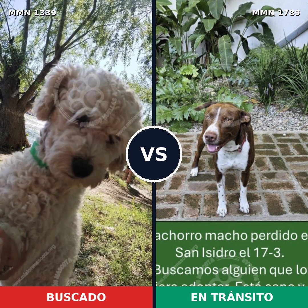 Comparativa MMS 39673: mascota perdida y mascota encontrada, 42% de similitud