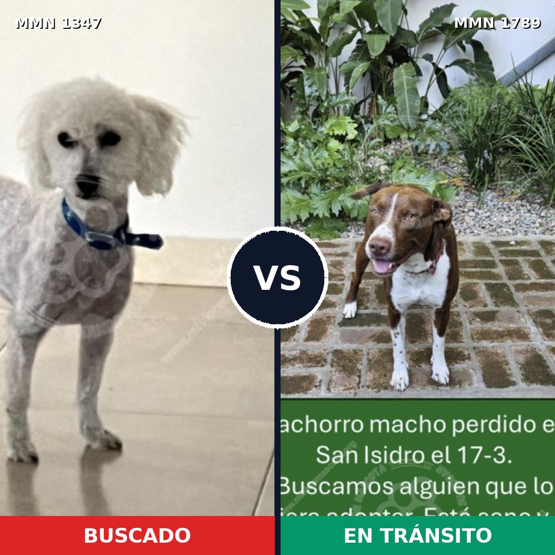 Comparativa MMS 39674: mascota perdida y mascota encontrada, 44% de similitud