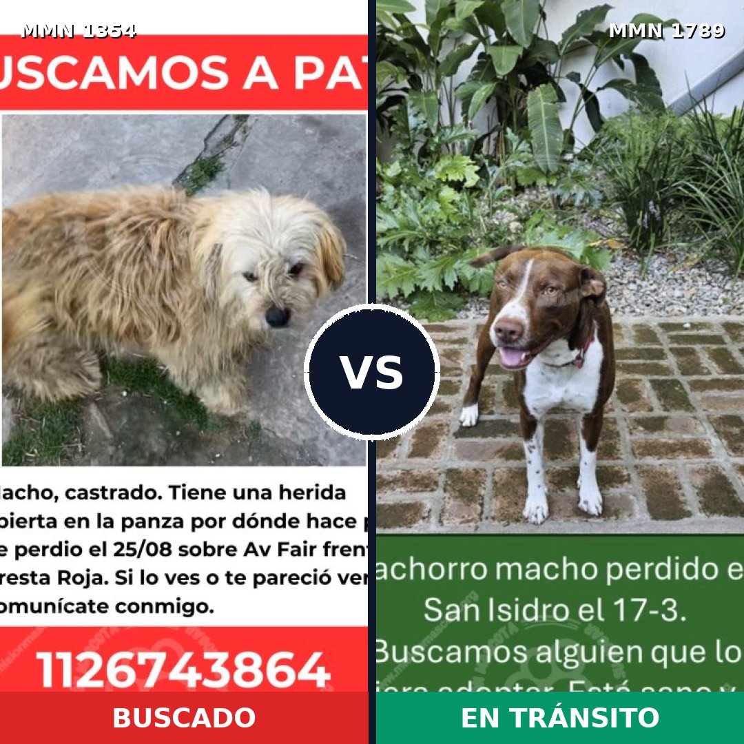 Comparativa MMS 39675: mascota perdida y mascota encontrada, 44% de similitud