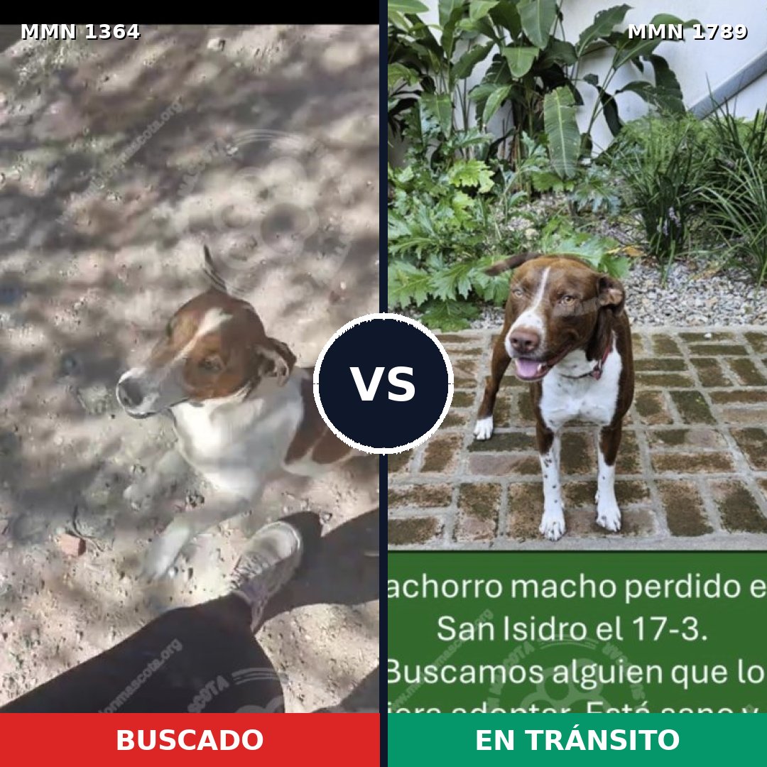 Comparativa MMS 39676: mascota perdida y mascota encontrada, 30% de similitud
