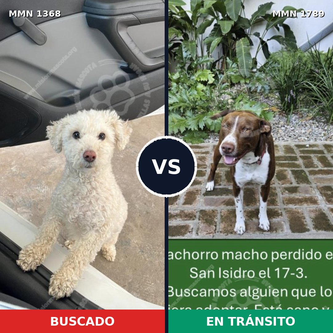 Comparativa MMS 39677: mascota perdida y mascota encontrada, 36% de similitud