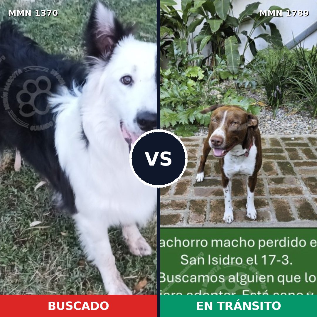 Comparativa MMS 39678: mascota perdida y mascota encontrada, 32% de similitud