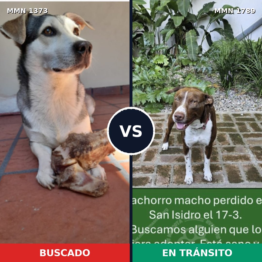 Comparativa MMS 39679: mascota perdida y mascota encontrada, 37% de similitud