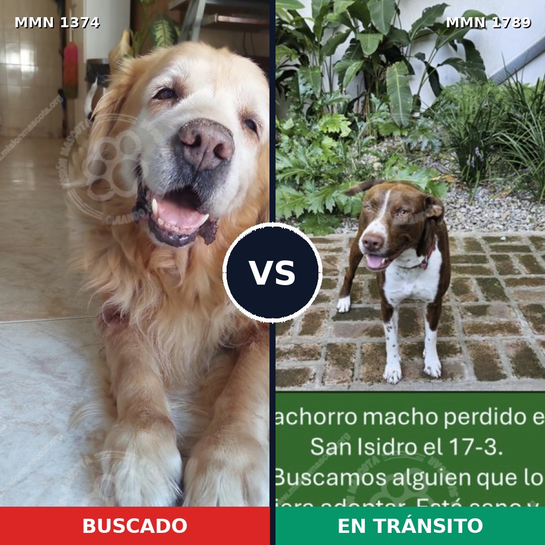 Comparativa MMS 39680: mascota perdida y mascota encontrada, 37% de similitud