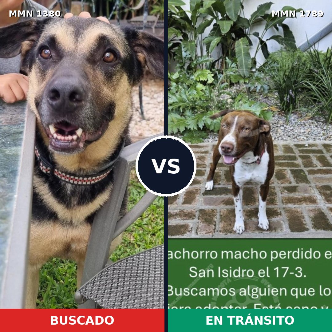Comparativa MMS 39682: mascota perdida y mascota encontrada, 35% de similitud