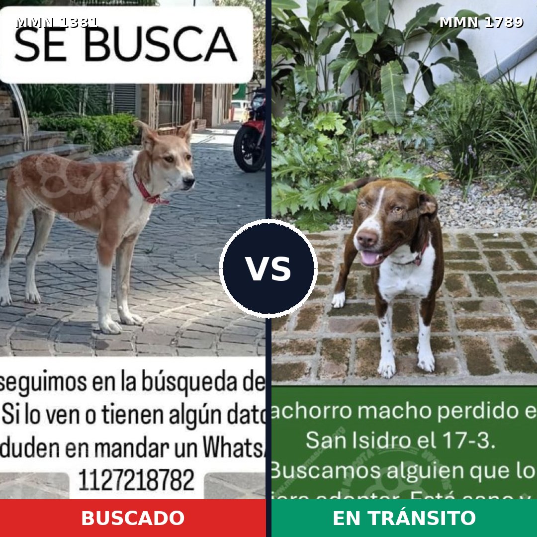 Comparativa MMS 39683: mascota perdida y mascota encontrada, 48% de similitud