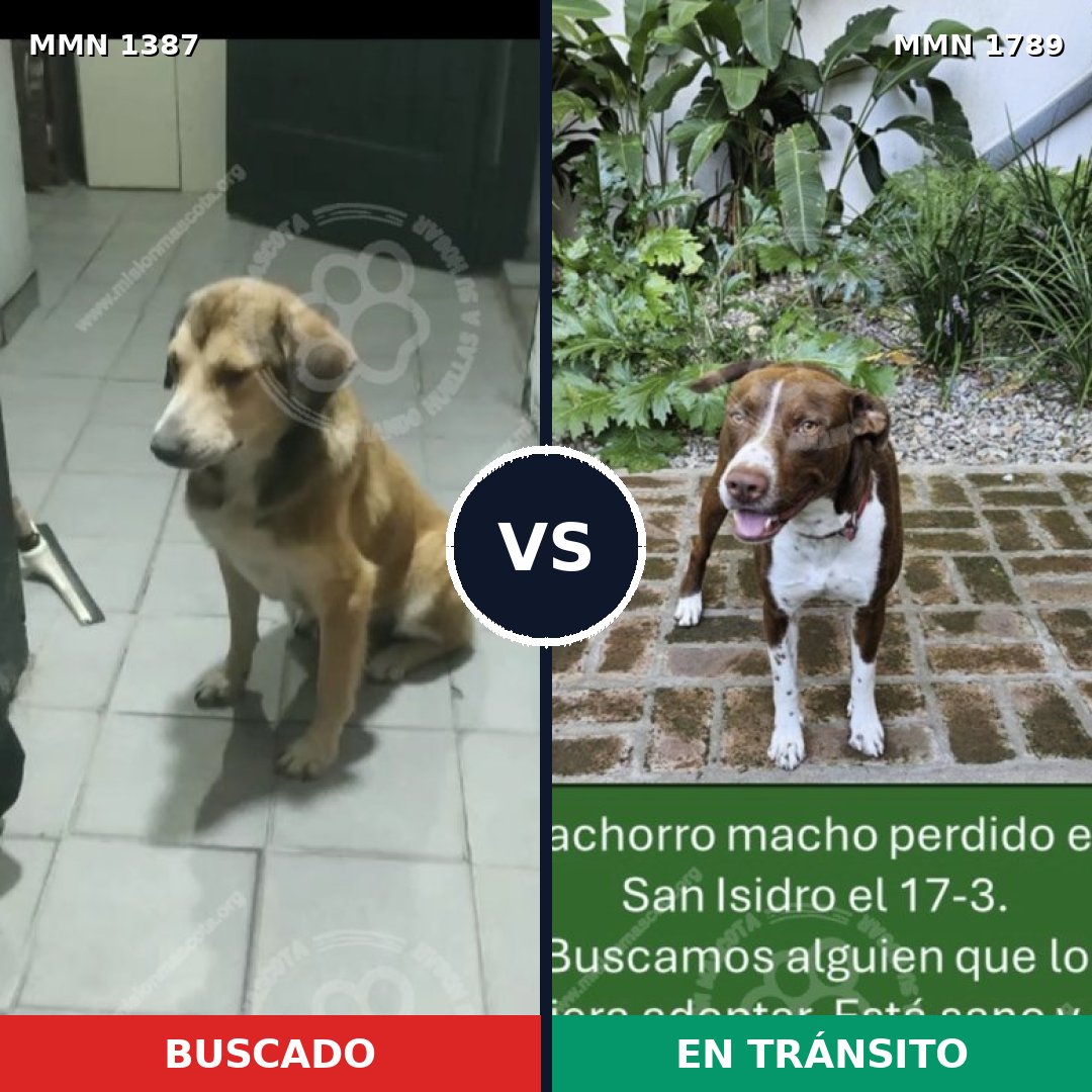 Comparativa MMS 39684: mascota perdida y mascota encontrada, 48% de similitud