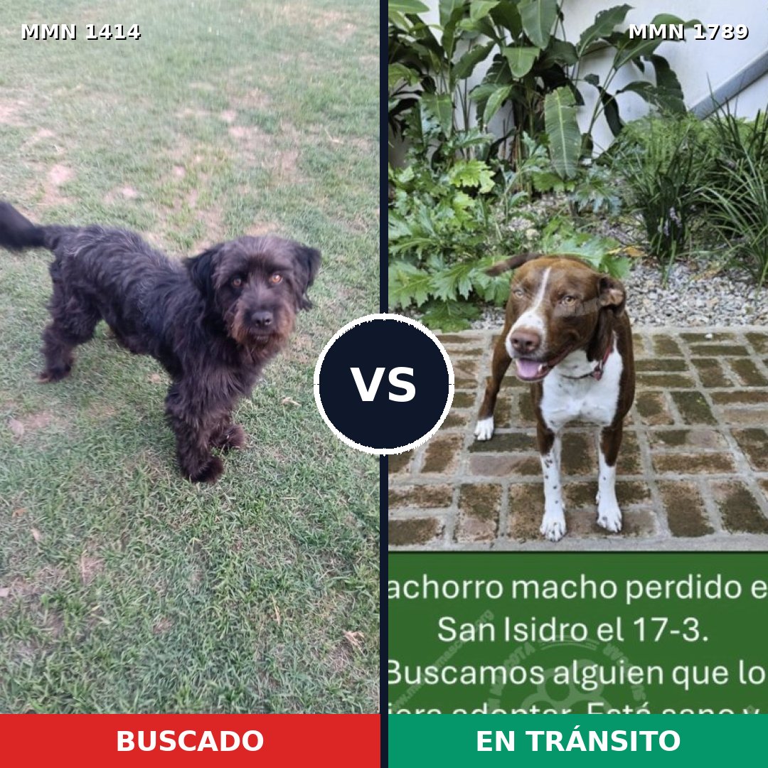 Comparativa MMS 39686: mascota perdida y mascota encontrada, 39% de similitud