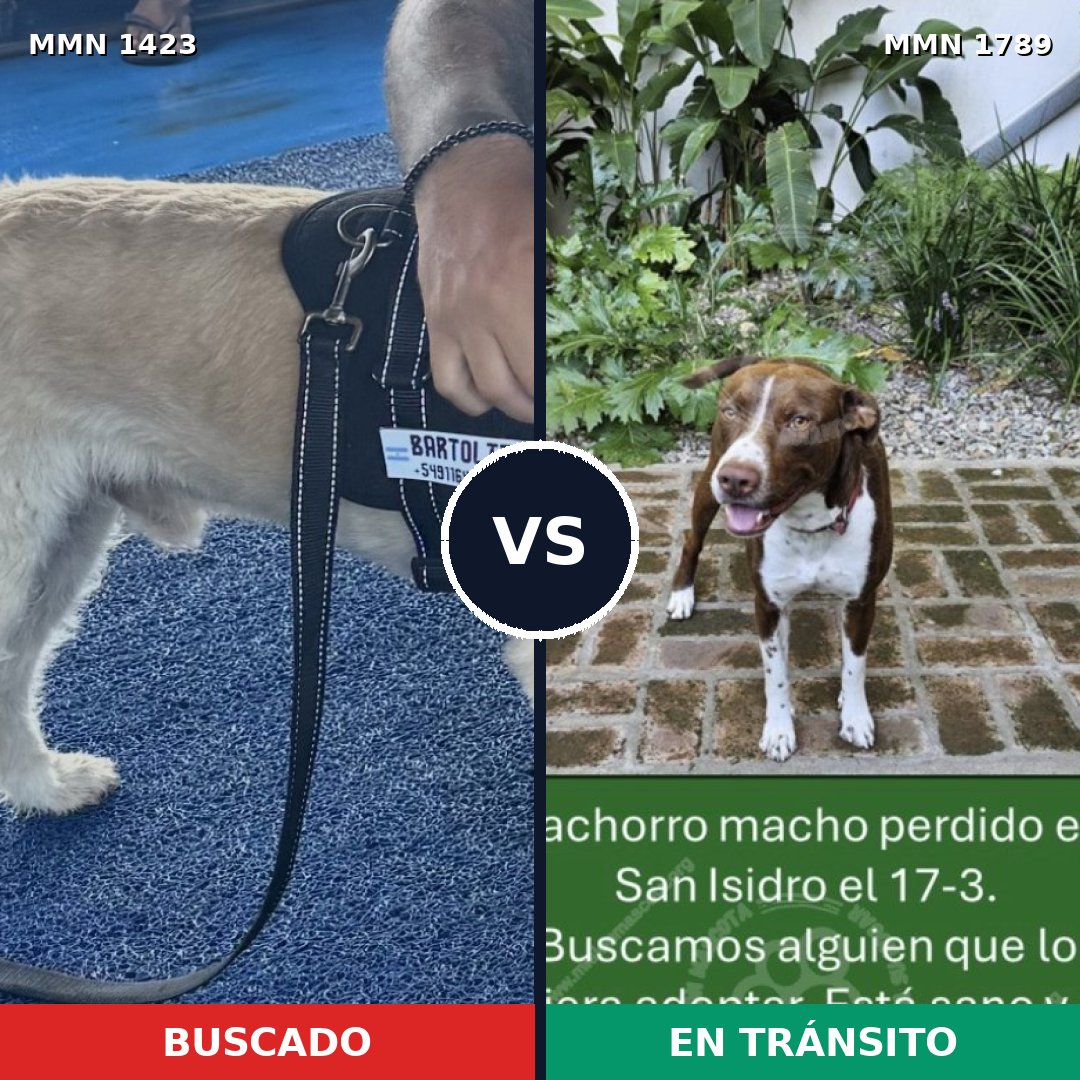 Comparativa MMS 39687: mascota perdida y mascota encontrada, 47% de similitud