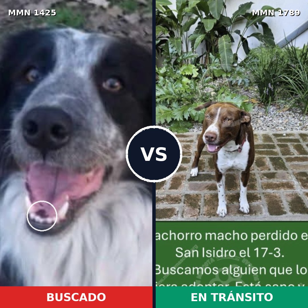 Comparativa MMS 39688: mascota perdida y mascota encontrada, 50% de similitud