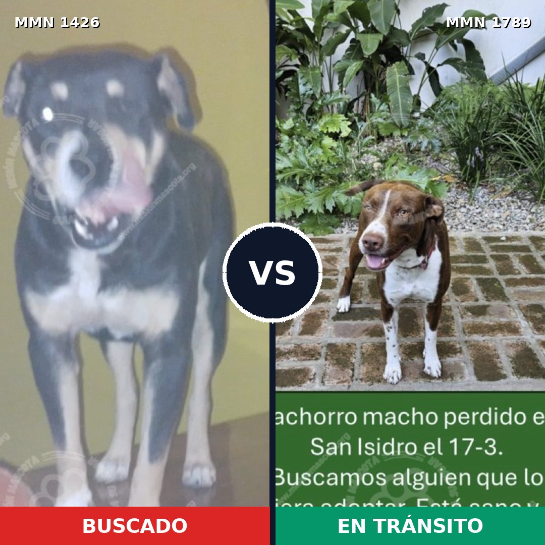Comparativa MMS 39689: mascota perdida y mascota encontrada, 38% de similitud